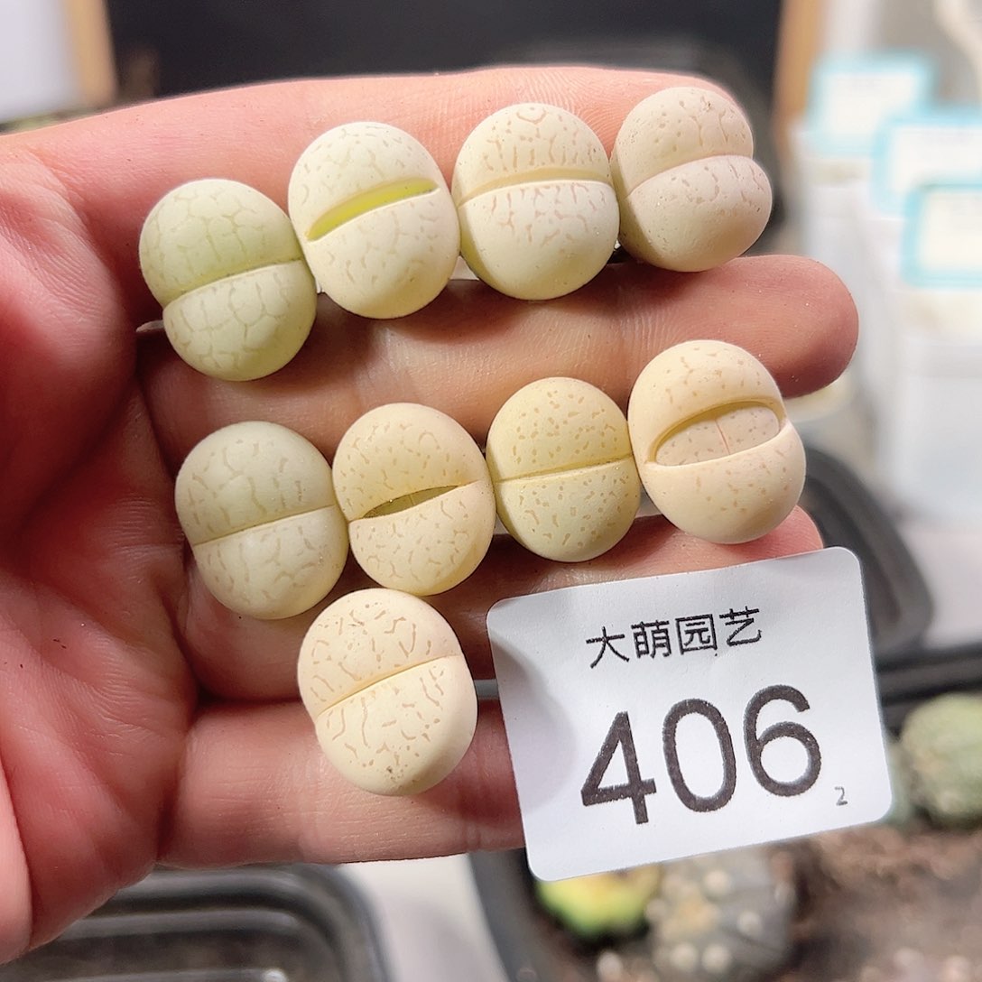 0000406大白9颗一物一拍……