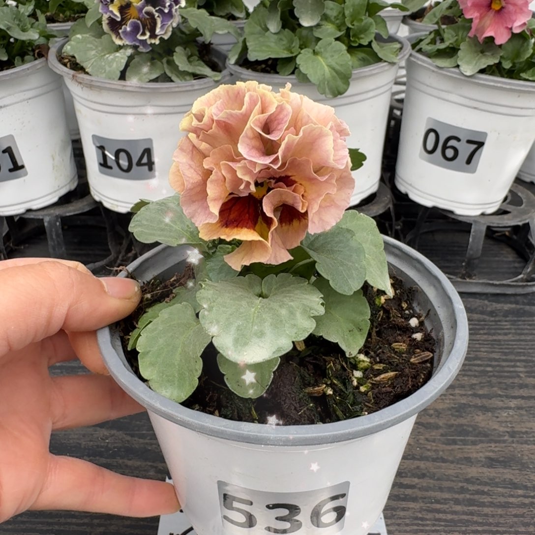 全部花朵536号礼服