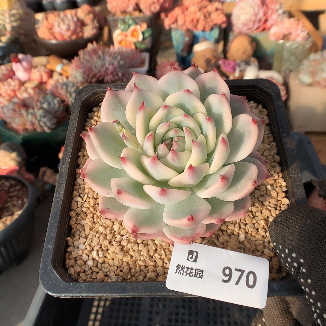 反*序970吉娃娃锦多肉植物6666