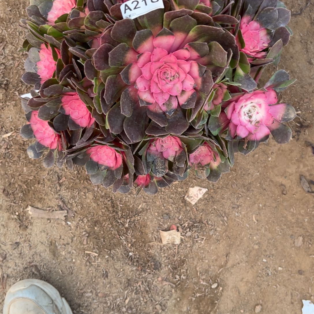 216红太阳多肉植物法师多肉