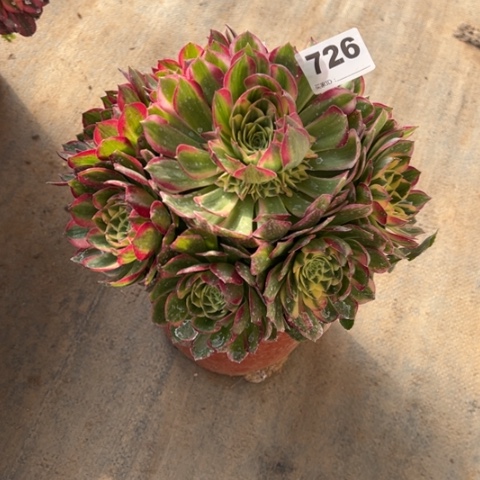 726海王手捧多肉，