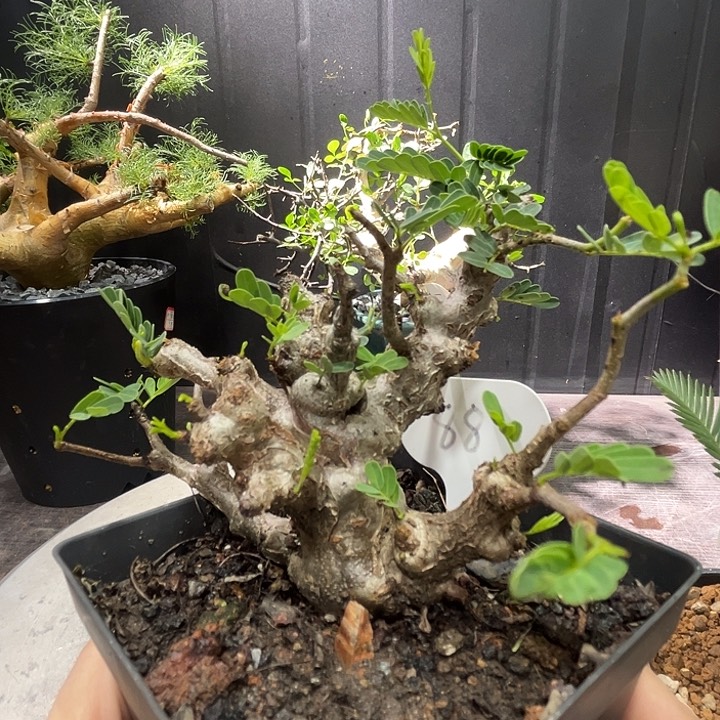 3念珠苏木哈哈哈哈哈哈哈