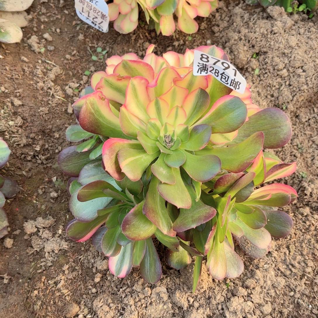 A. 8791绍修七彩多肉