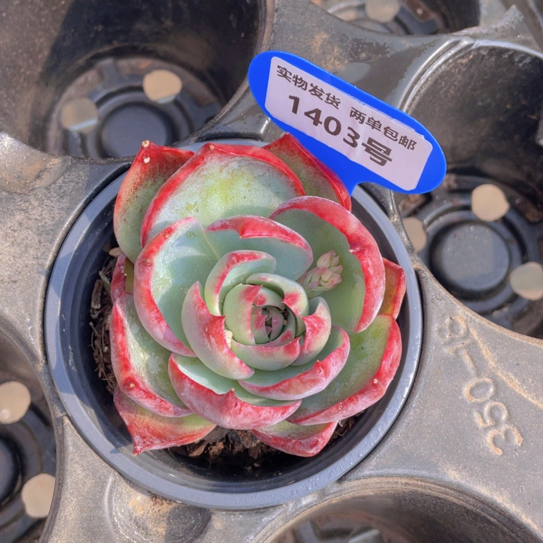 1403号 惊鸿仙子单头一个