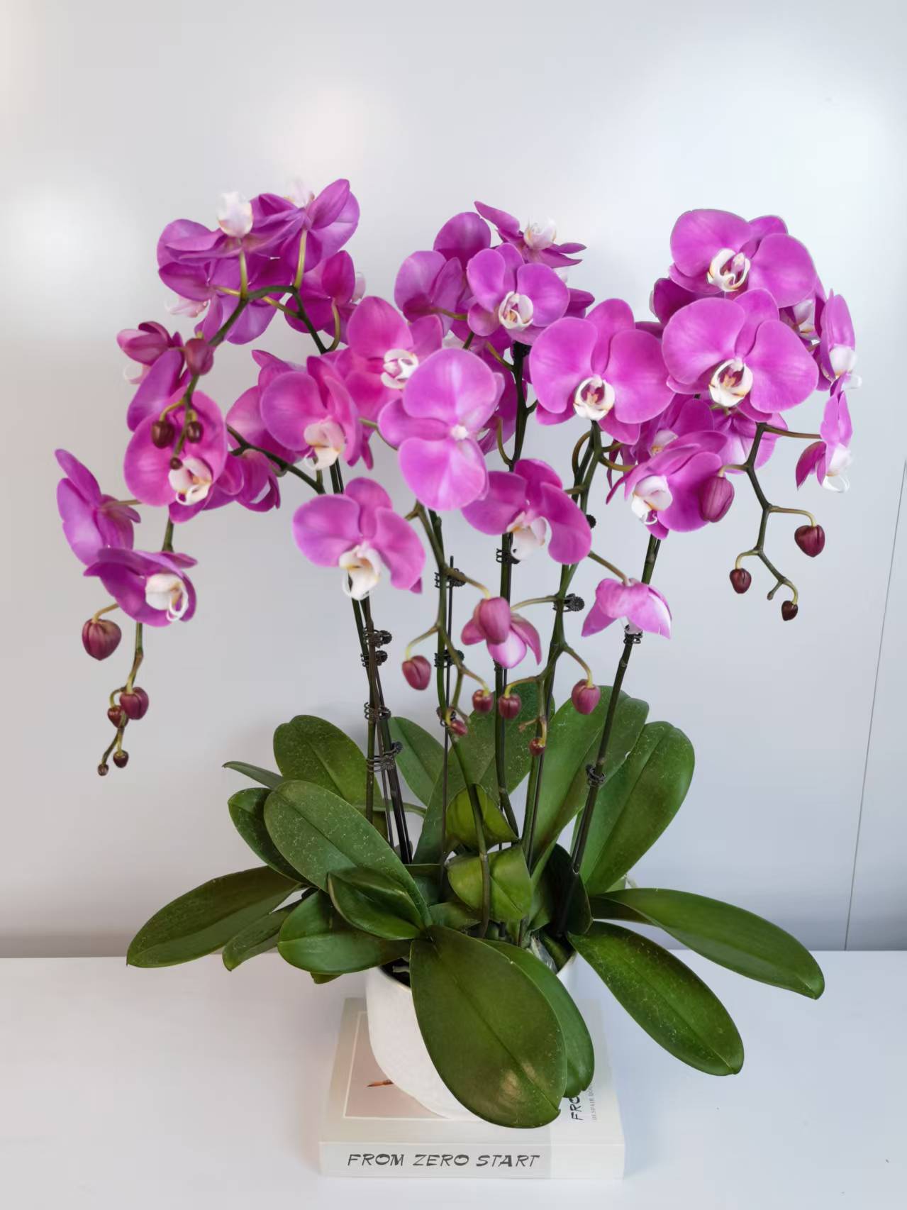 【素心】蝴蝶兰盆栽带花苞花剑大苗客厅室内四季好养活植物花卉