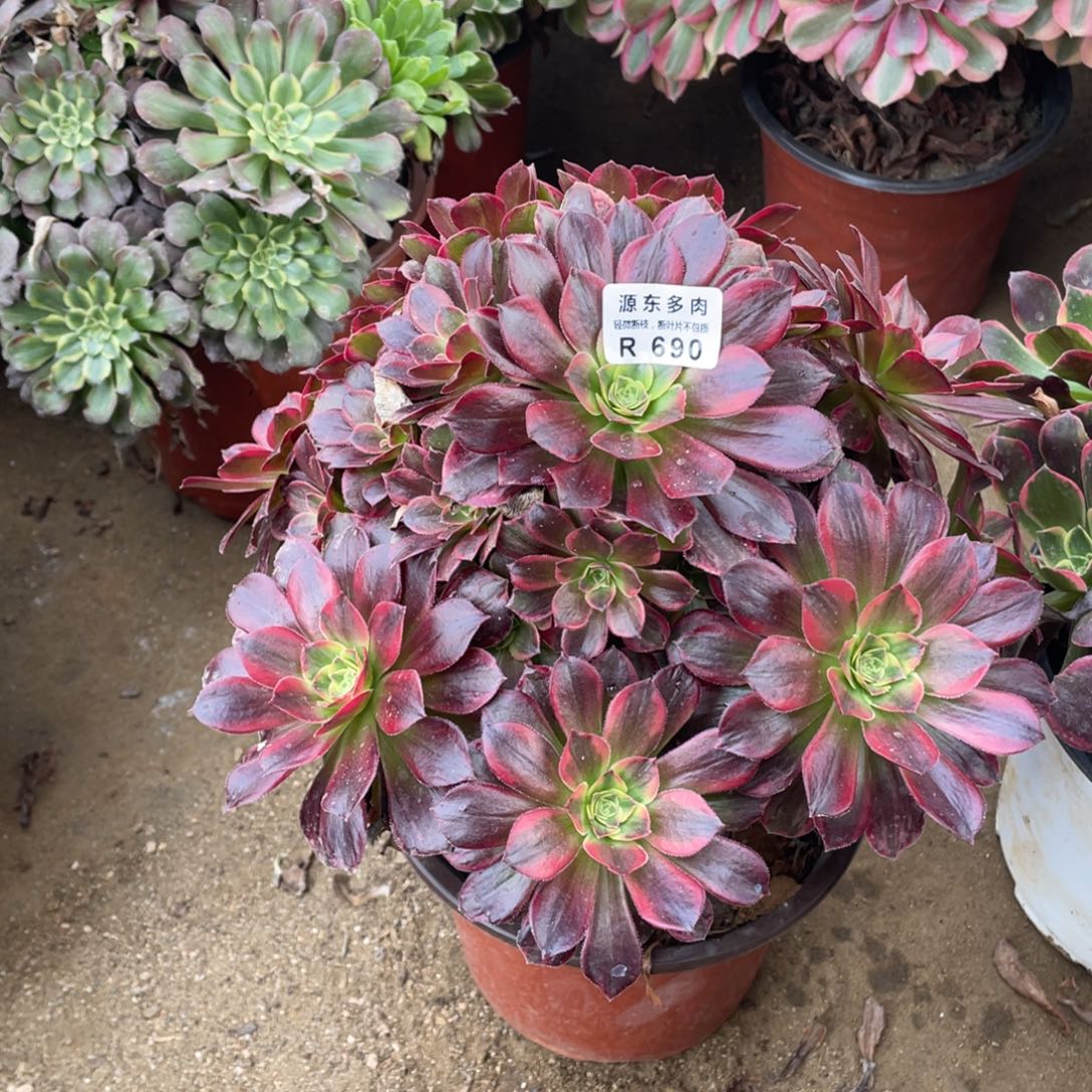 690安娜多肉法师断枝不包