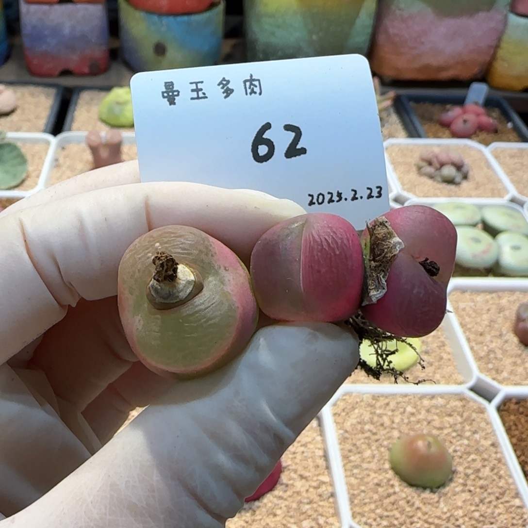 多肉多肉多肉2.23-062