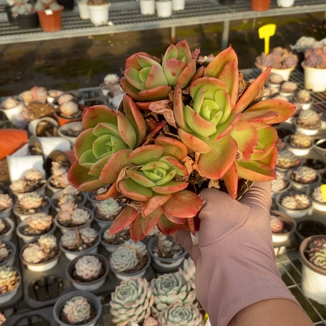 5819不知名一物一拍