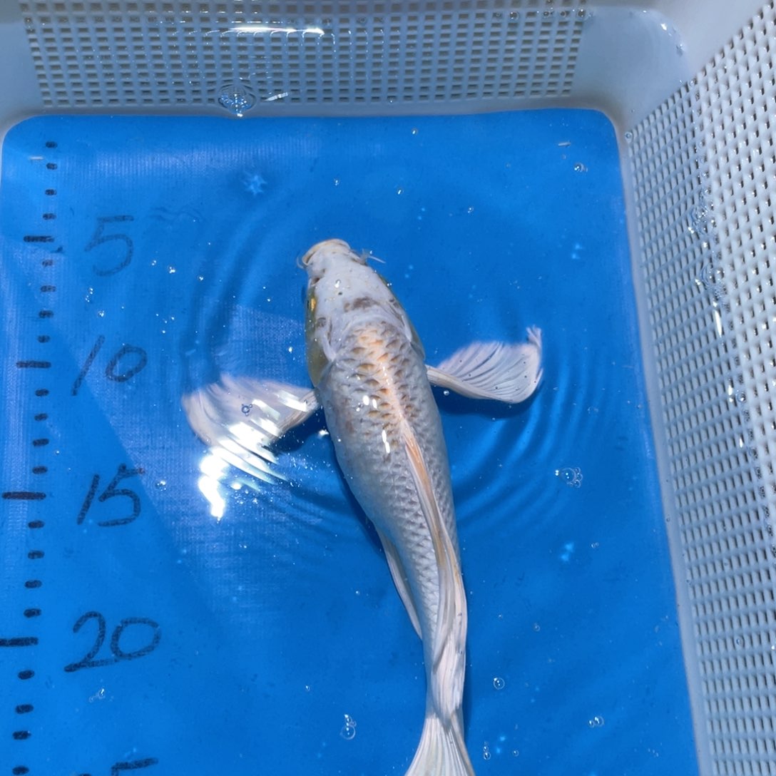 锦鲤锦鲤包邮包售后