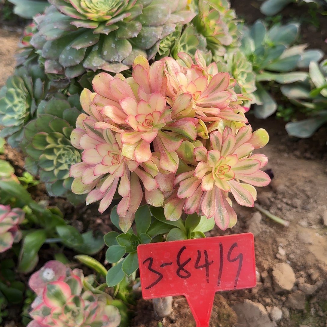 3-8419少女多肉法师