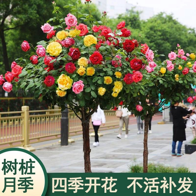 树桩月季大花浓香四季开花庭院盆栽地栽嫁接月季花苗棒棒糖月季