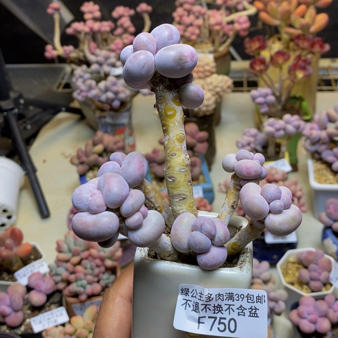 丁**彭750芭比奶多肉7c m