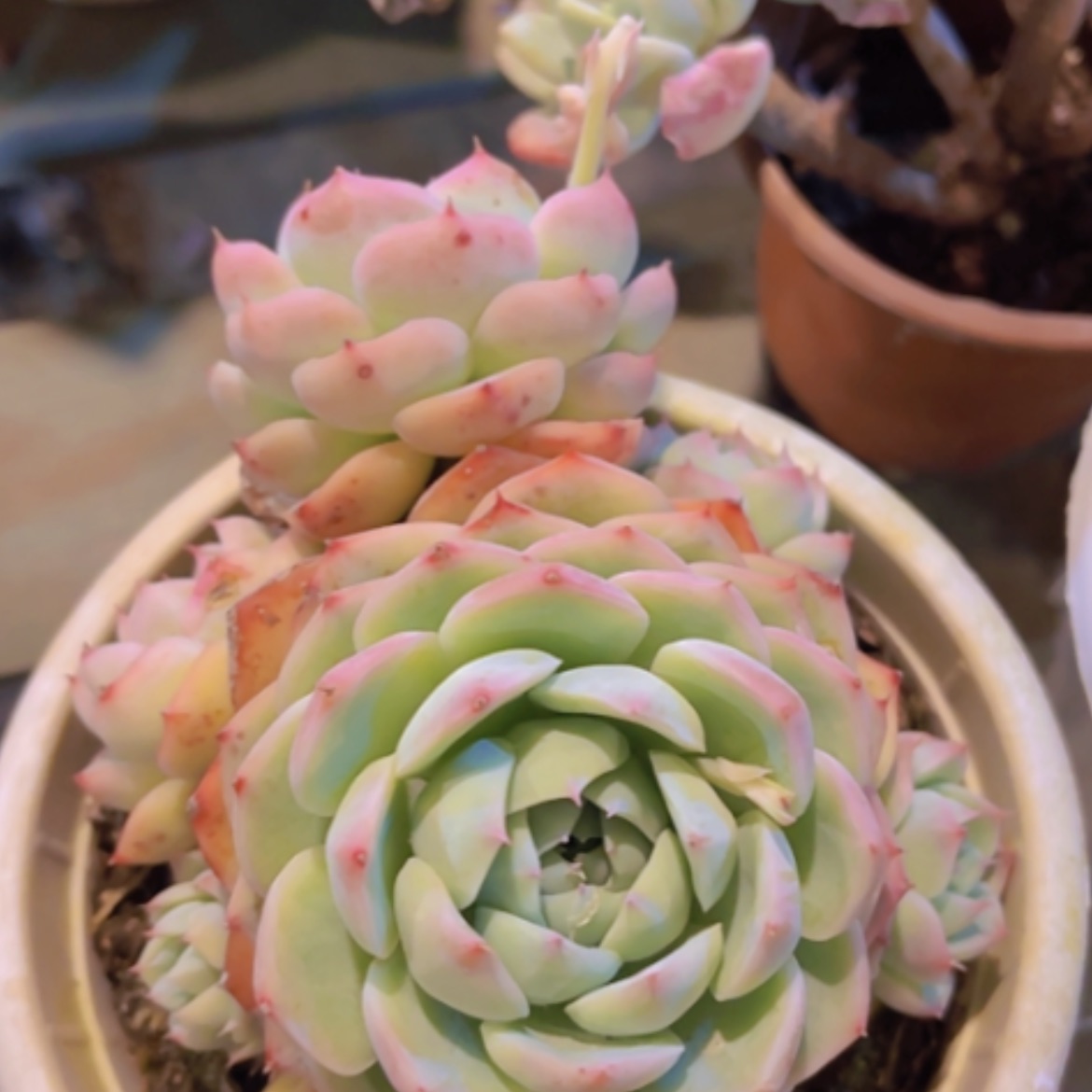 【闪购商品】粉水晶24329