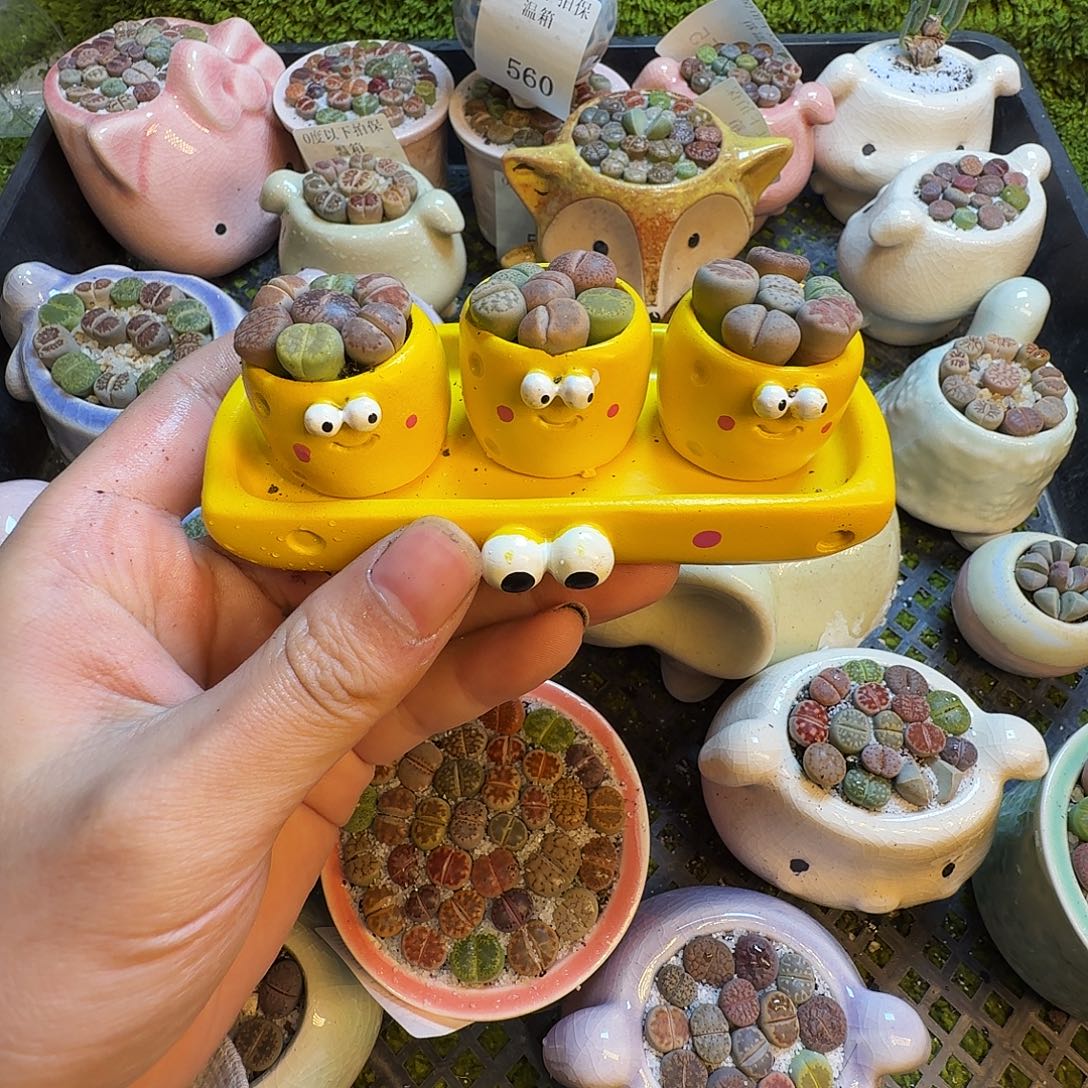 多肉葡萄的味道真的是571