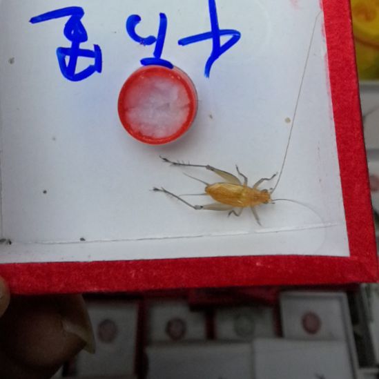 蟋蟀新华大黄中长一条