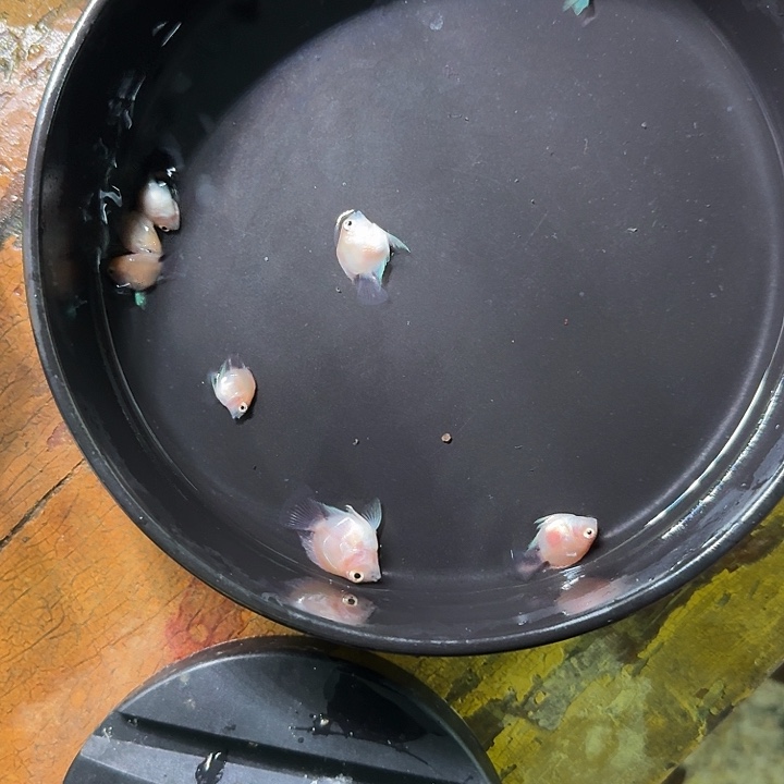 海水鱼胭脂苗8送2