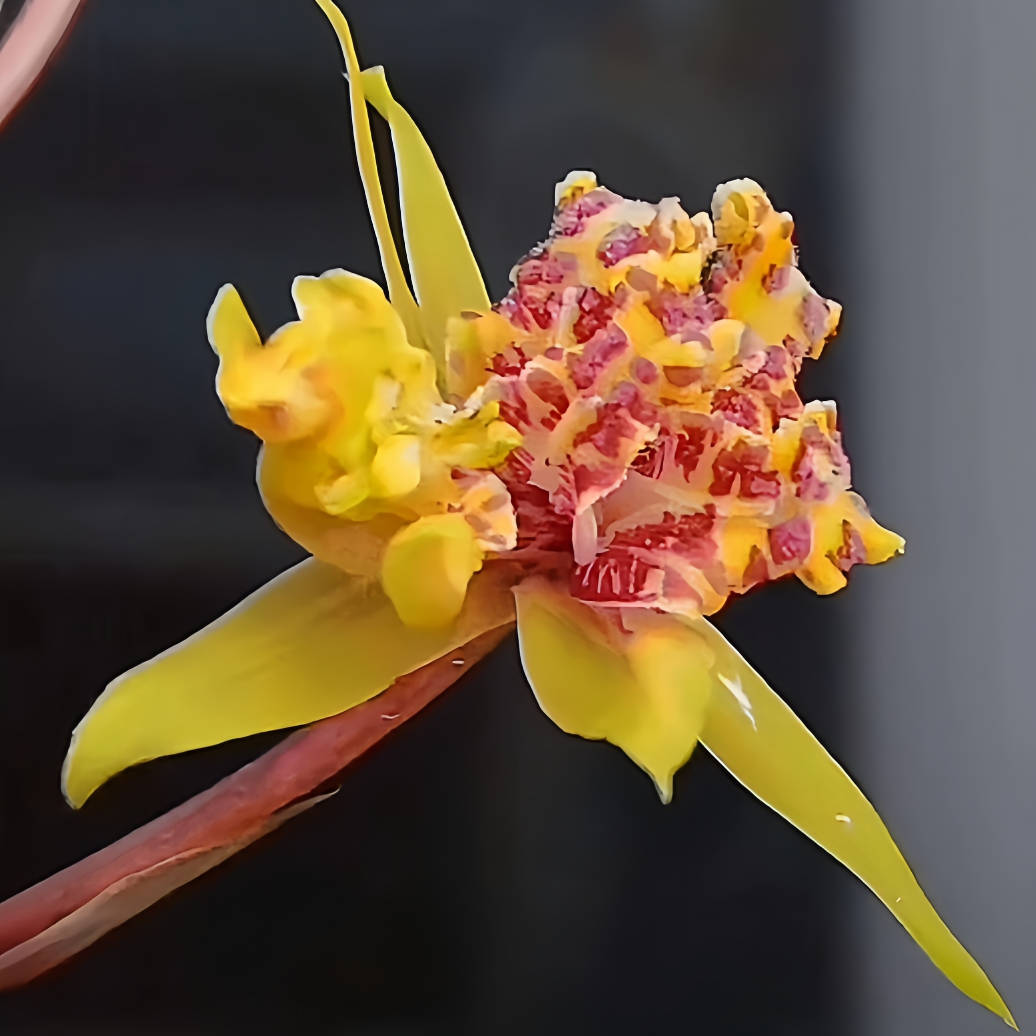 【蕙兰宜兴牡丹】高端铭品 旭槿兰花高山种植无温室不加温阳台养兰