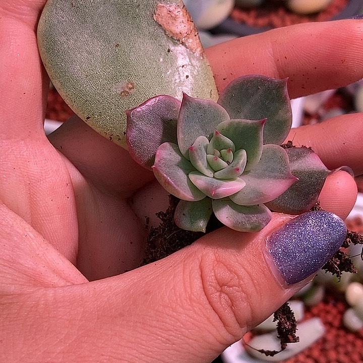 贝加尔湖锦多肉植物