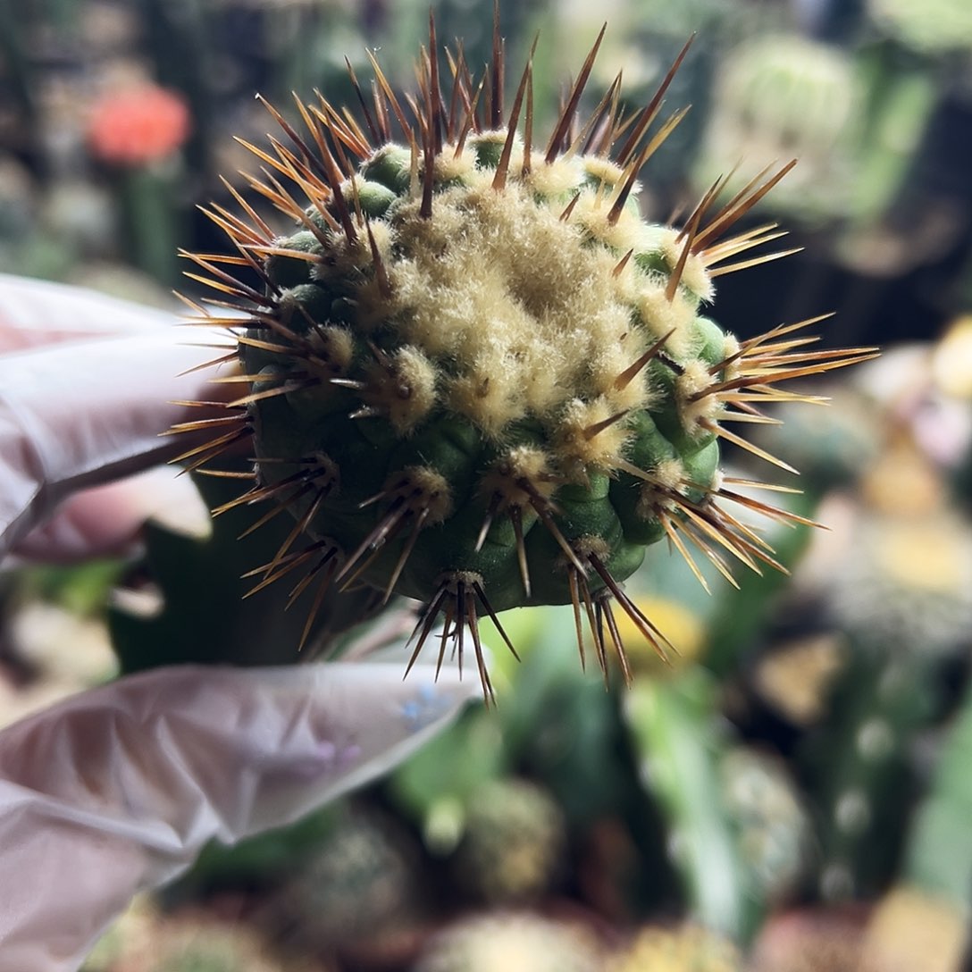 金刺孤龙仙人球555555