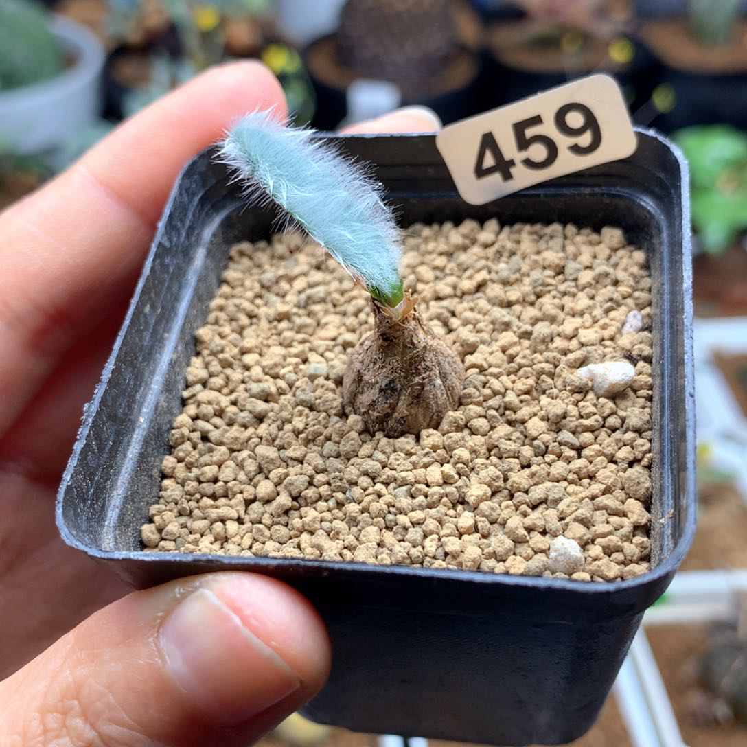 459号带盆毛叶石蒜多肉带盆