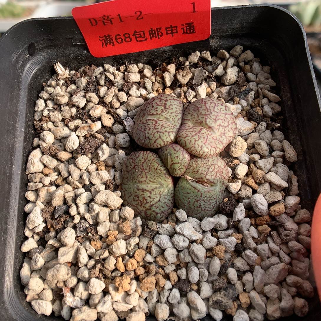 1-2-1 细密纹安贞一群