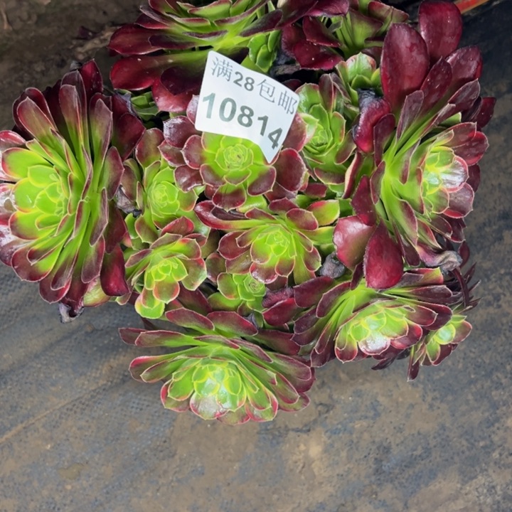 10814玫瑰多肉植物