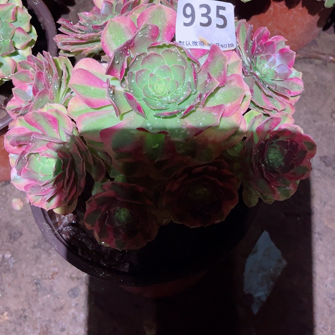 无花朵多肉植物935