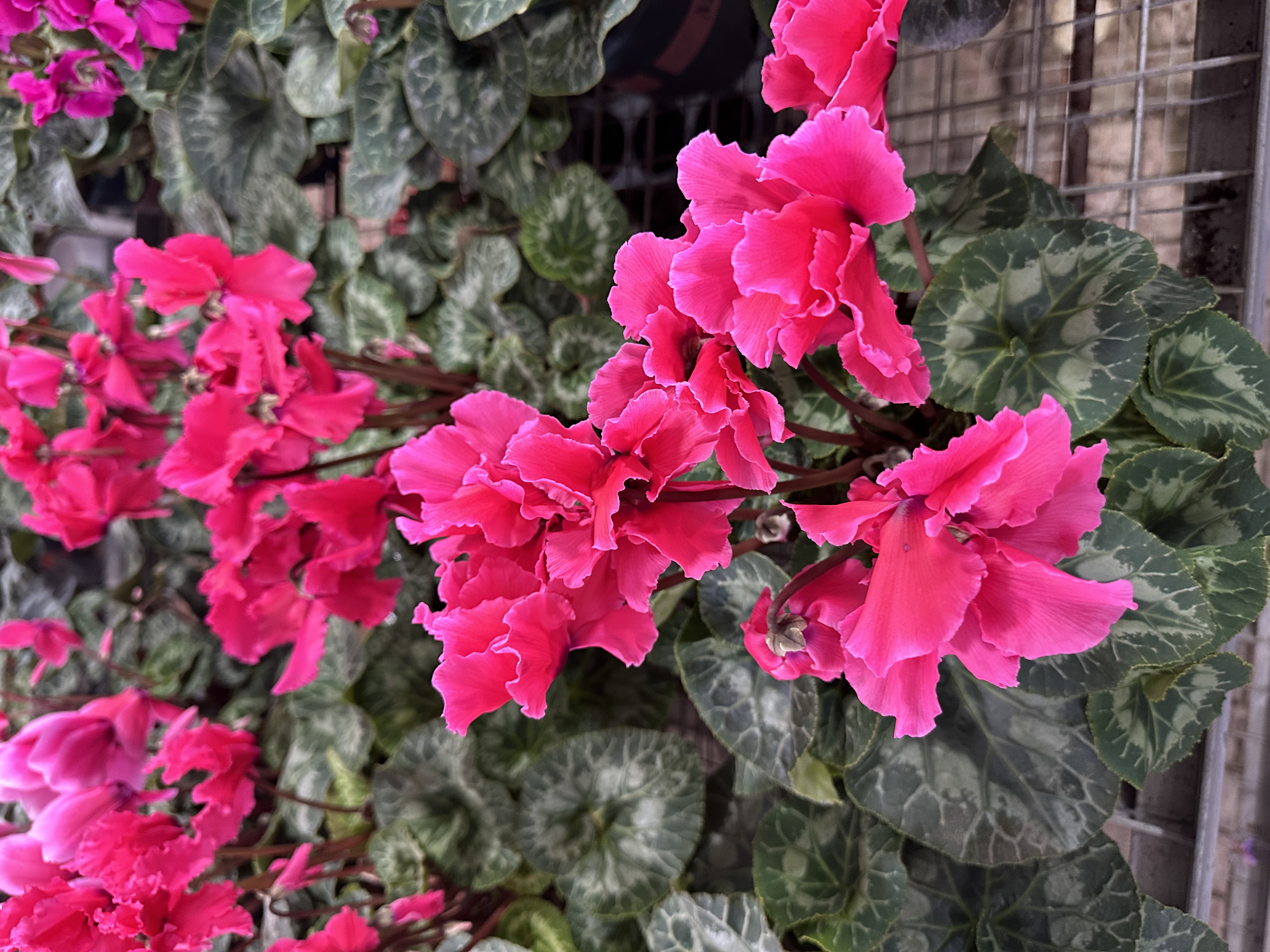 孙先生一代仙客来（荔枝海棠红）