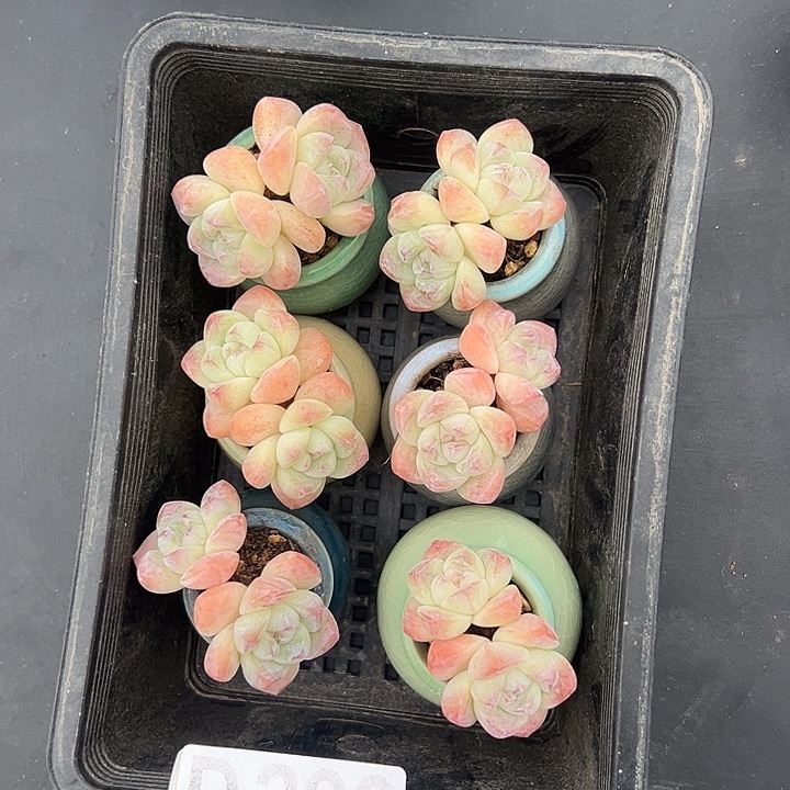 六个双头冰玉带盆发的开播福利299