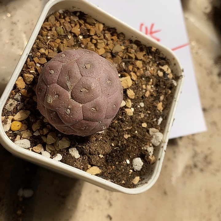 31395。 习志野。  