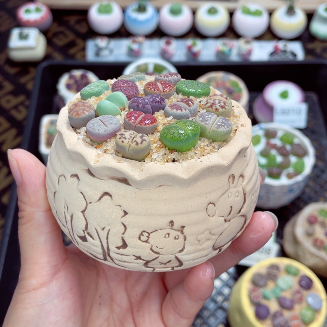 w6016 开播福利 带盆土发货一物一拍