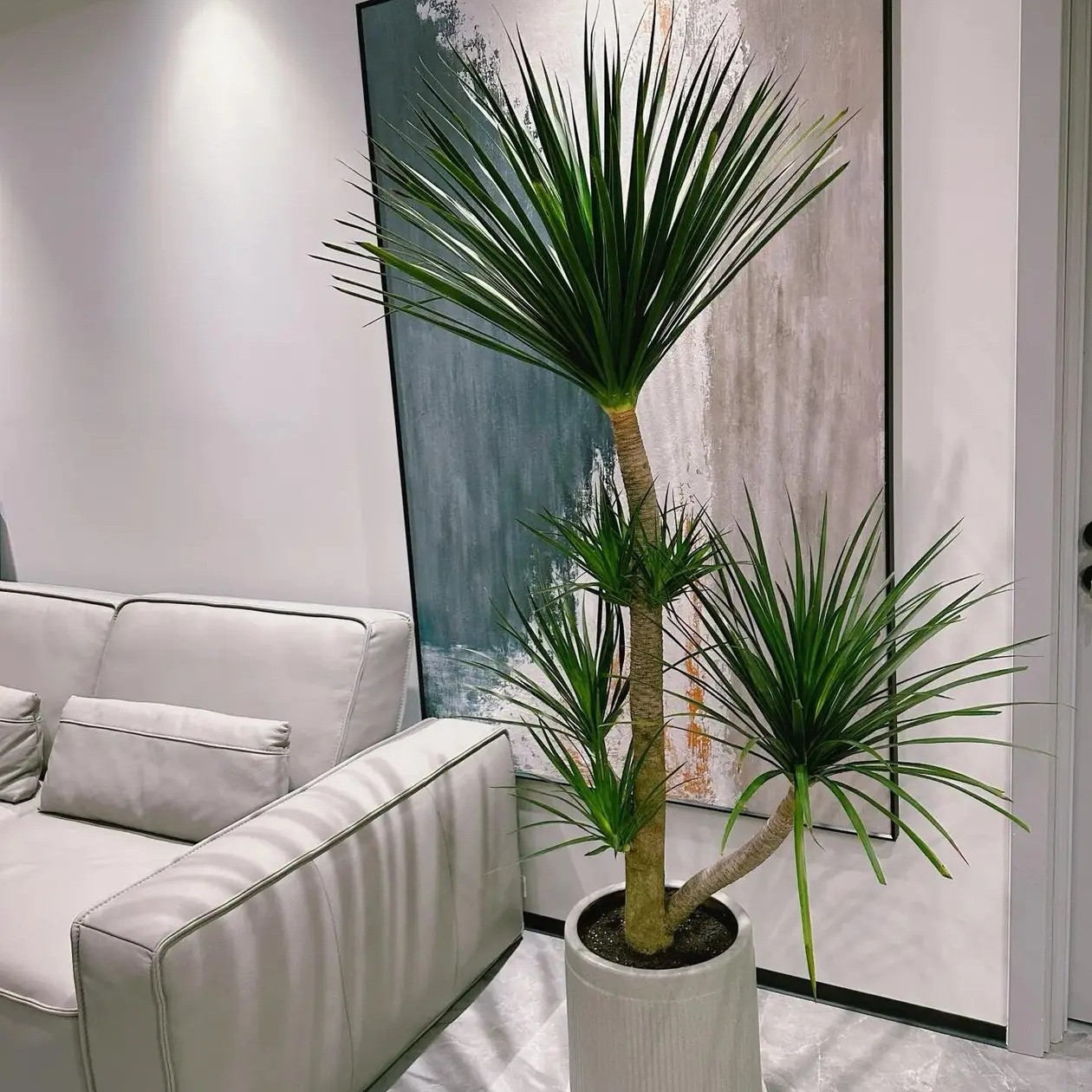 老桩造型龙血树大型室内绿植净化空气好养四季常青