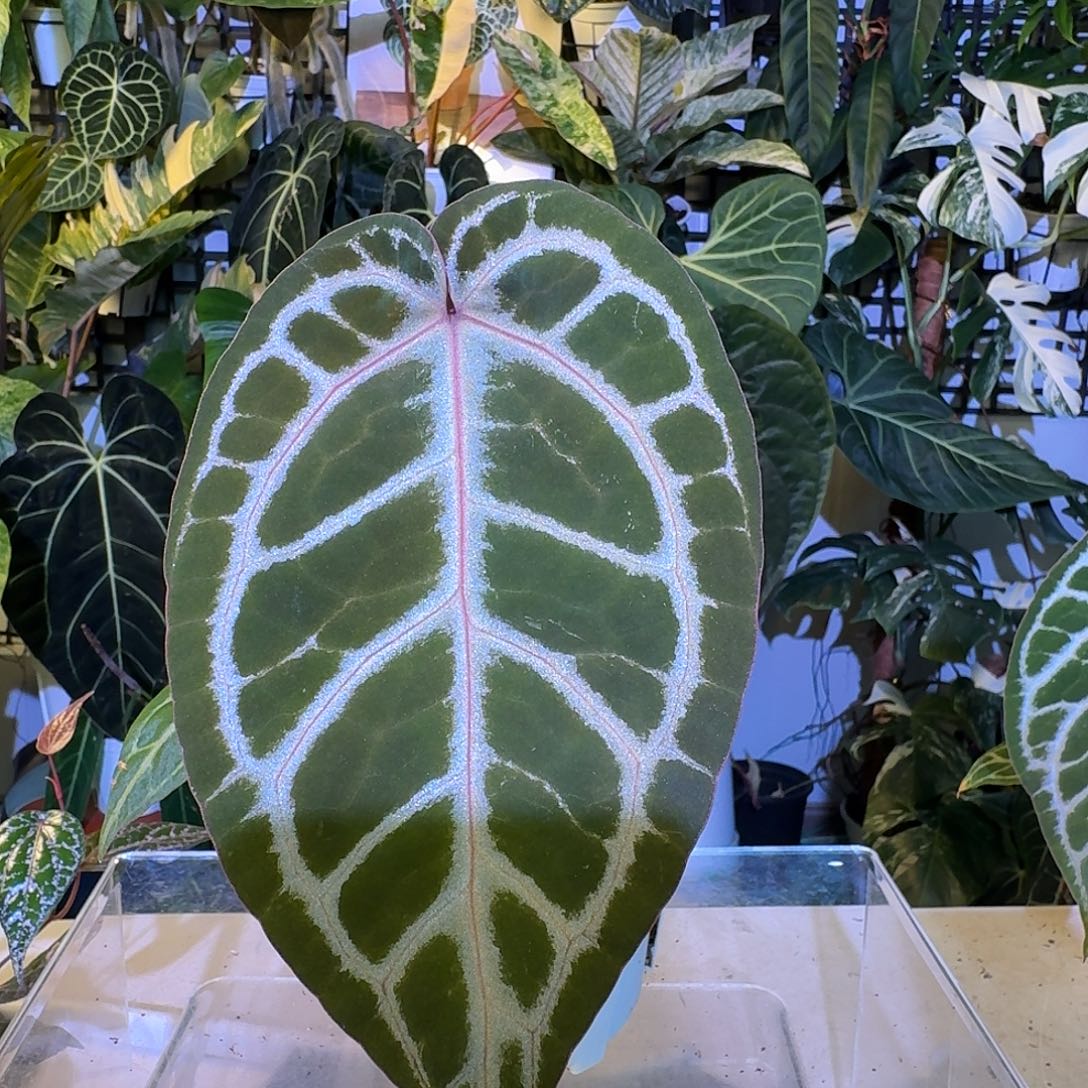 完全开放V50SKG杂红