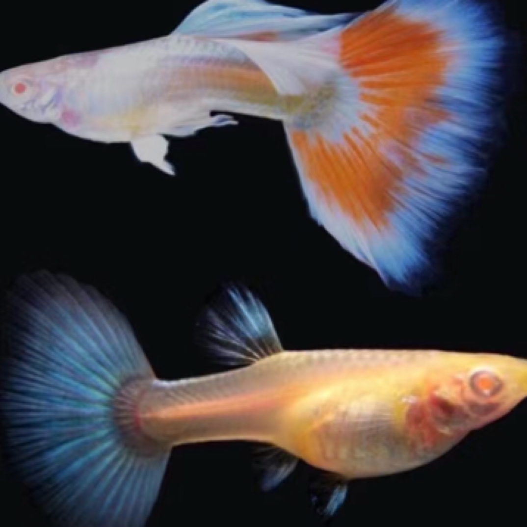 火烧云（尾巴红色不规则分布）2.5-3cm（入缸不包损隔天不包损）