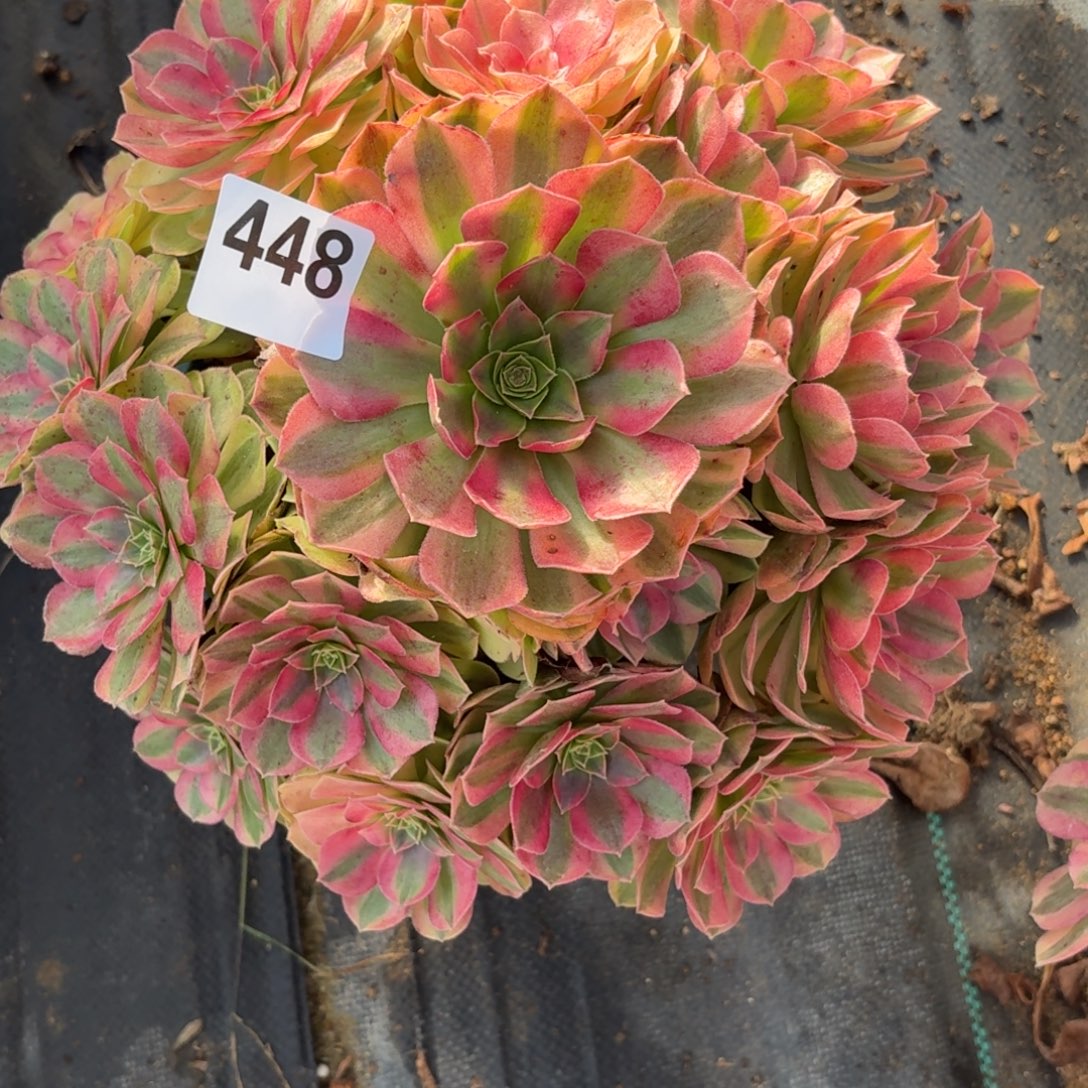 448大雨河多肉资助福利