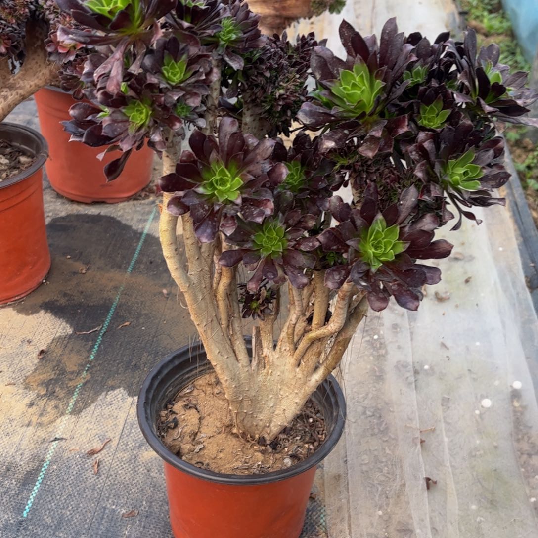 山**水法师法师法师11669