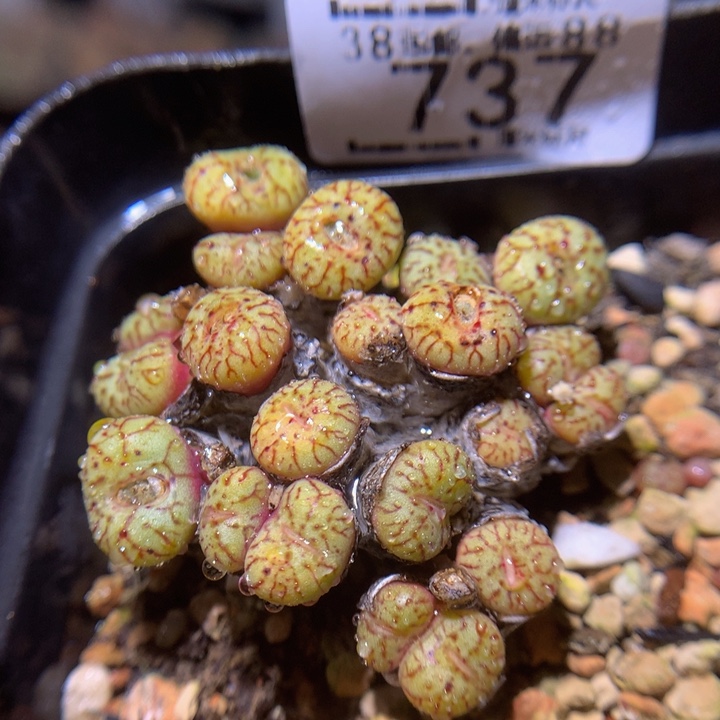 Sss精品生石花737