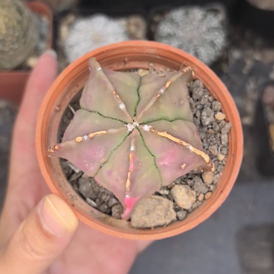 【瑕疵】鸾凤玉锦直径5球体有瑕疵带盆土