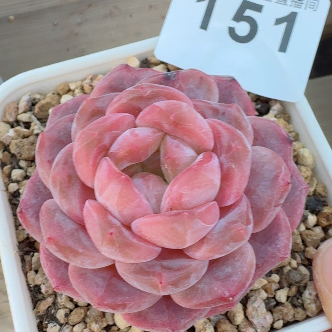 冰魄       多肉植物