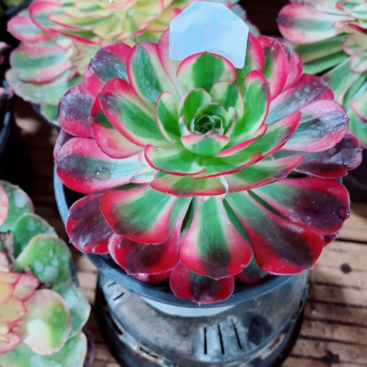 云南鸿运好看19号