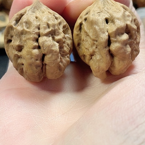 文玩核桃把件招财进宝带彩38