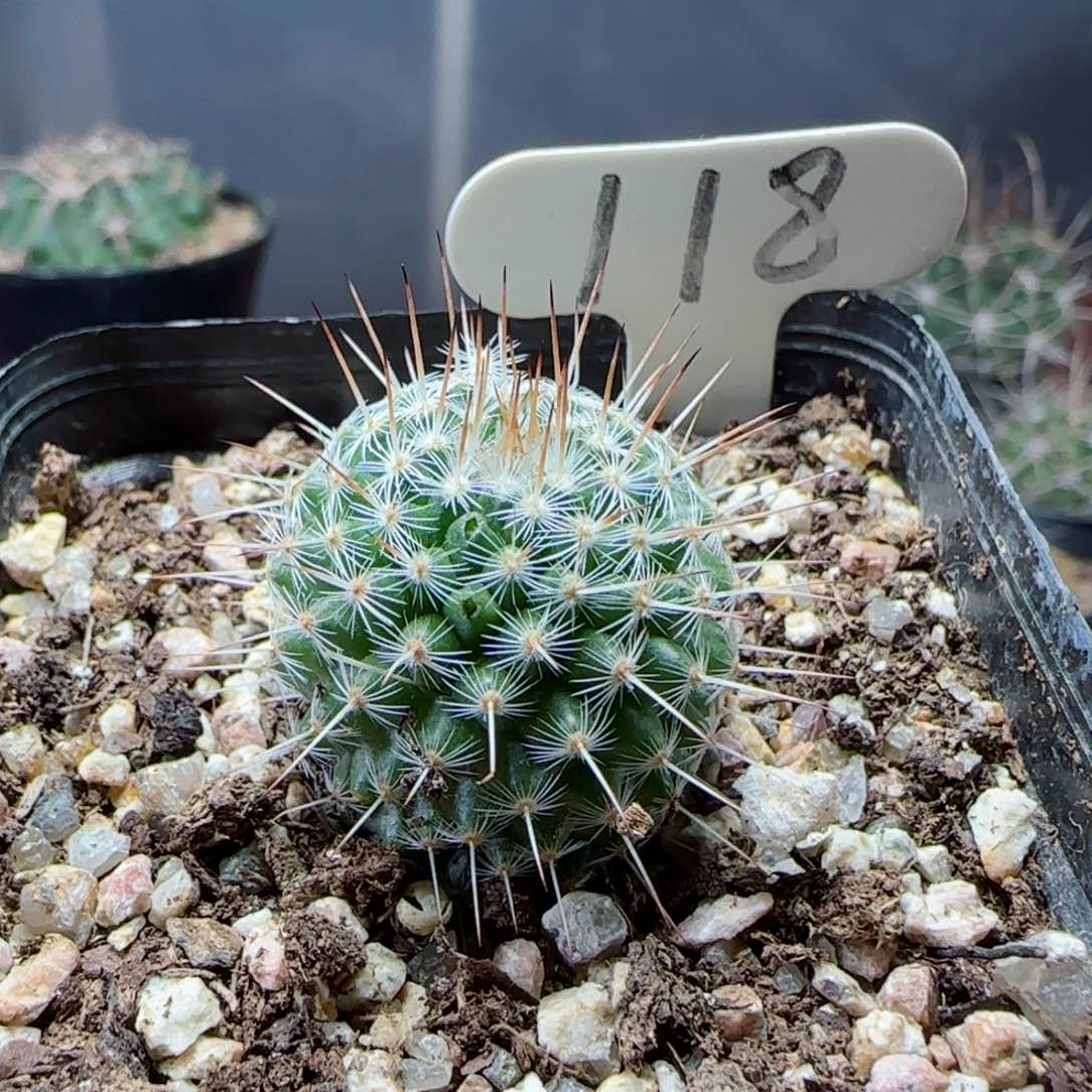 实生白王丸多肉000