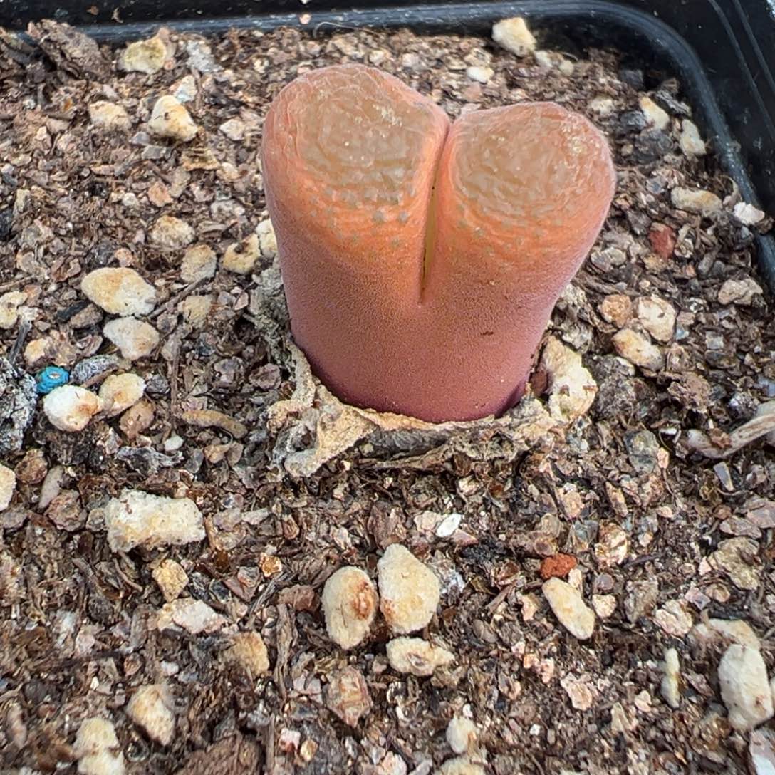 8-11肉锥多肉植物，