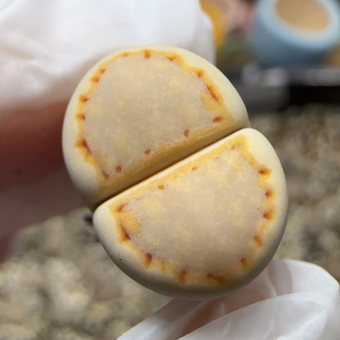 12.5.c215饼干9026尺寸1.4cm