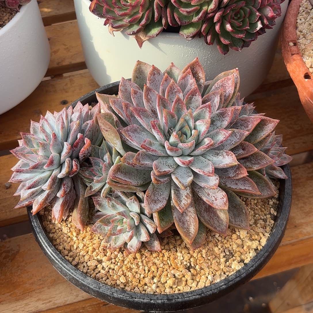 多肉植物多肉植物