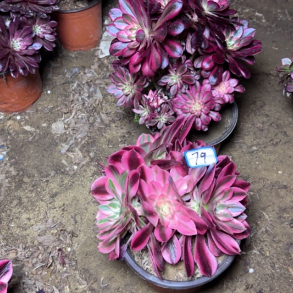 【闪购商品】多肉植物砍过不售后79
