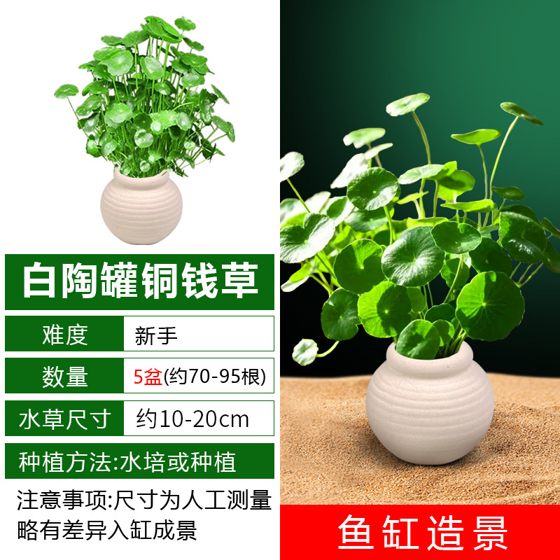 铜钱草5盆+5个大奶白罐