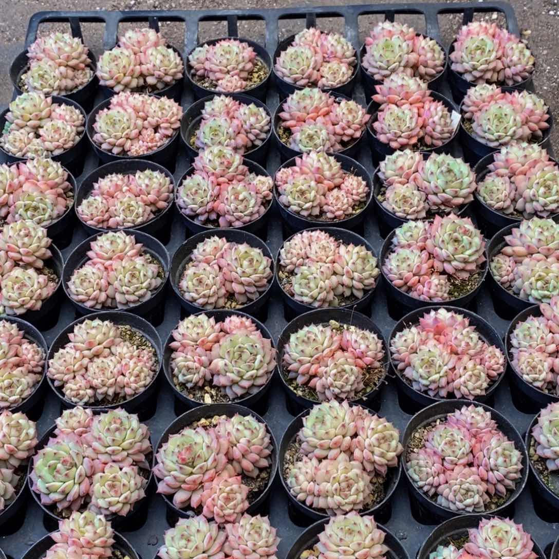 h****h493多肉植物保护研究所所长