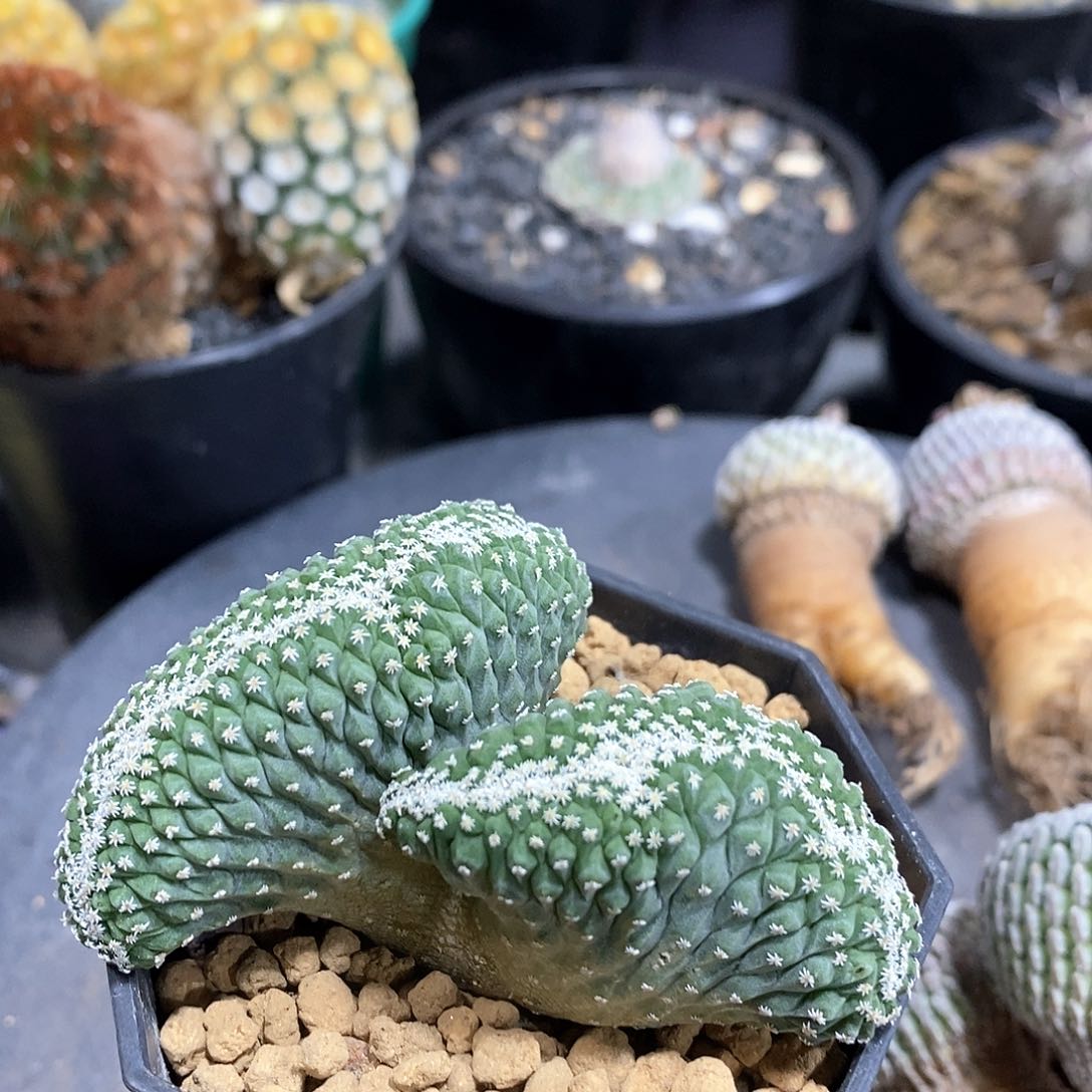 实生双头菊水缀化仙人球