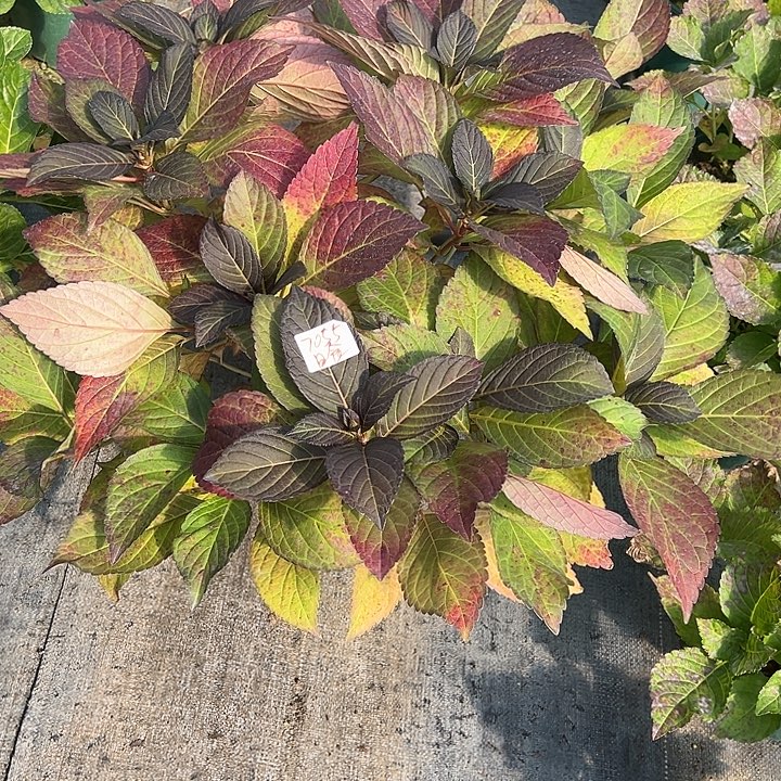 真***完全开放三加仑盆日食